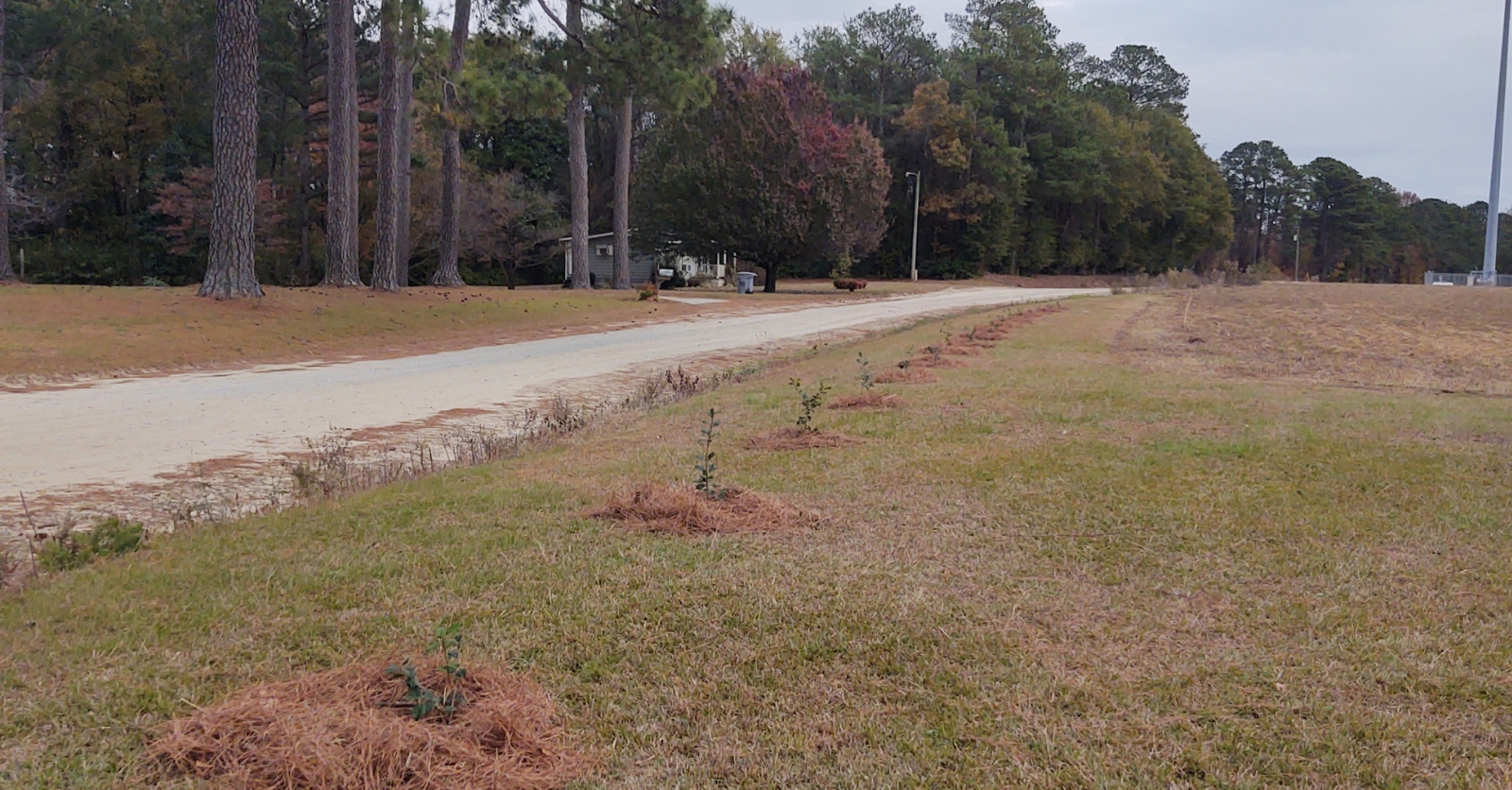 Read more about the article Call for Volunteers to Help with Eastern NC Tree Planting